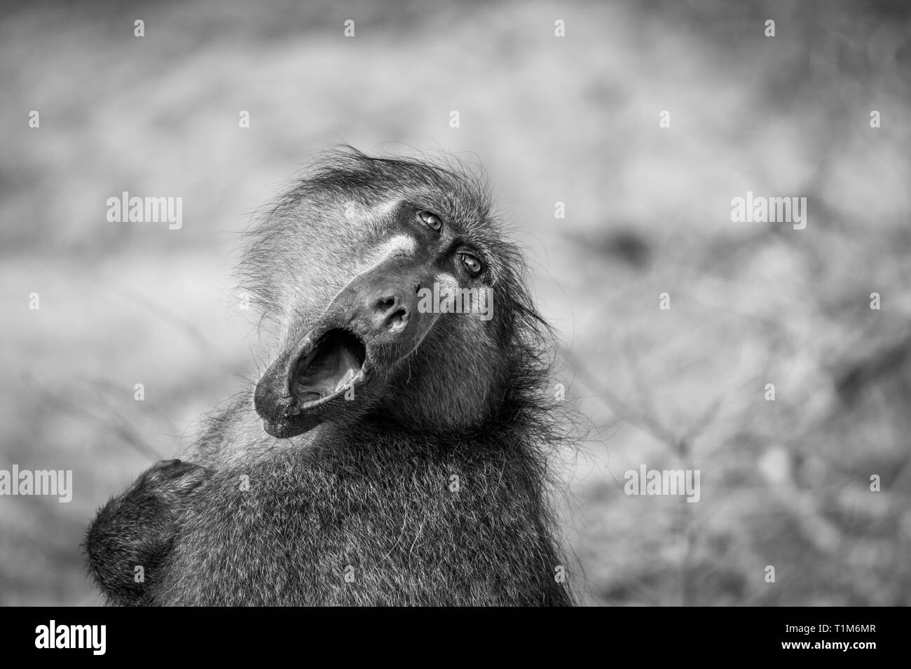 Chacma baboon Gähnen im Krüger National Park, Südafrika. Stockfoto