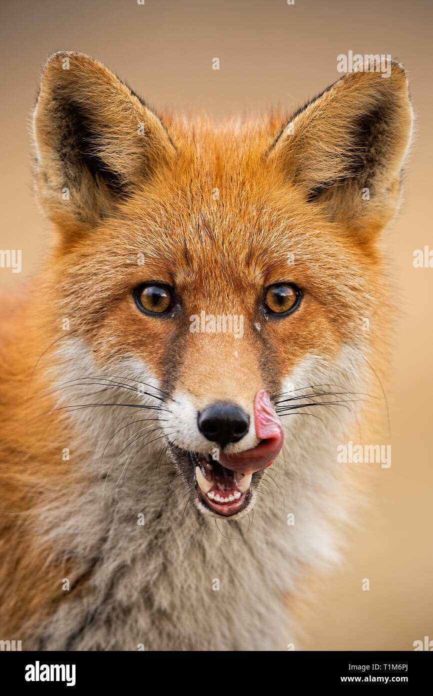 Nahaufnahme der Kopf eines Red Fox, Vulpes vulpes, direkt auf die Kamera Lecken der Lippen. Detail der Predator nach vorne starrte auf der Suche nach Beute. Wild Stockfoto