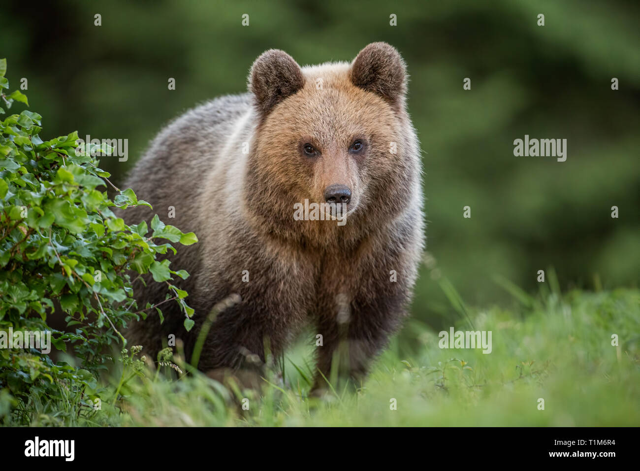 Flauschige junge Braunbär, Ursus arctos im Sommer. Cute Wild Animal in die Kamera starrt. Natur von der Natur. Stockfoto