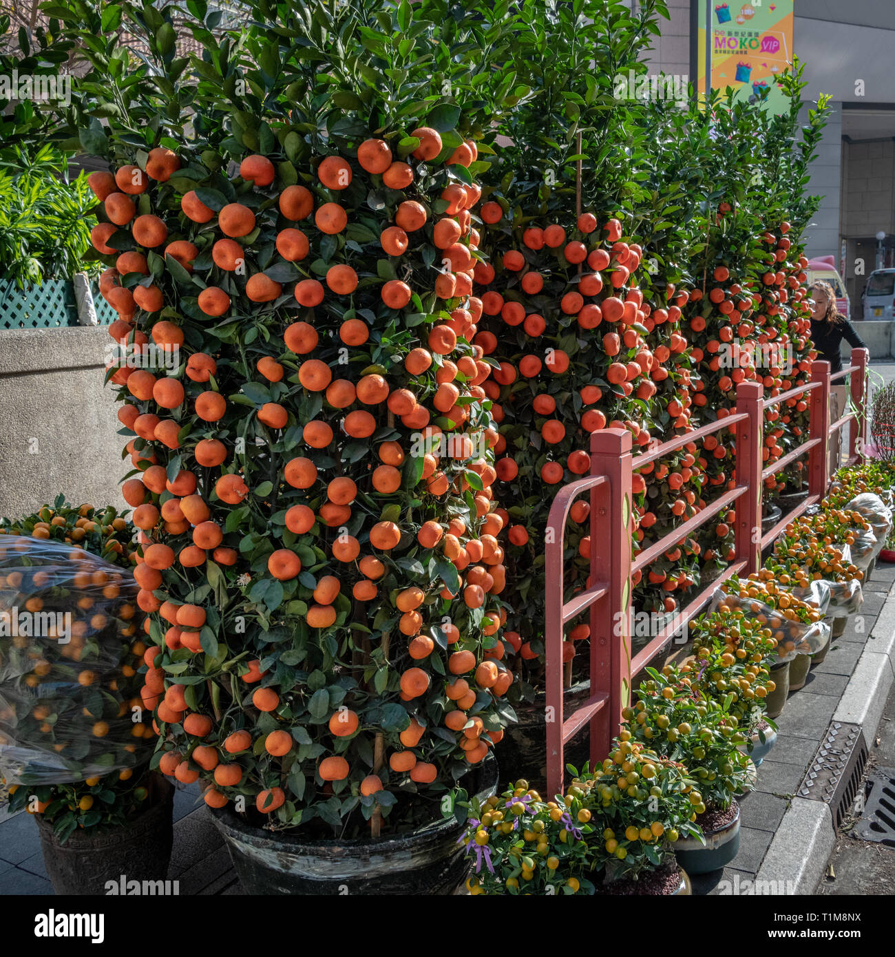 Orange Büsche für chinesische Neujahrsfest Stockfoto