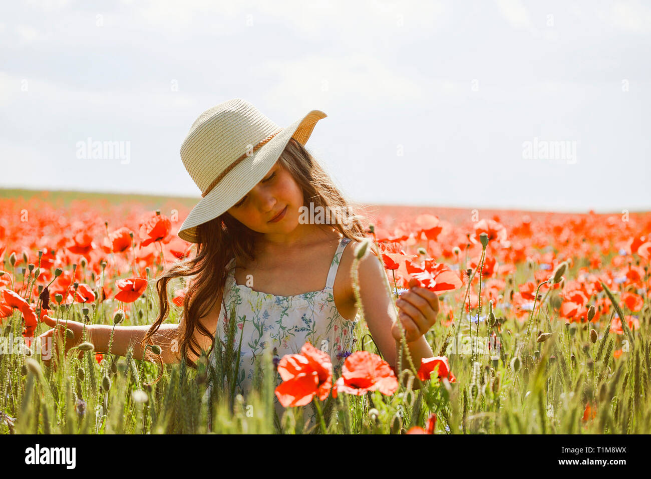 Heiteres Mädchen pflücken roten Mohnblumen in sonnigen, idyllischen ländlichen Feld Stockfoto