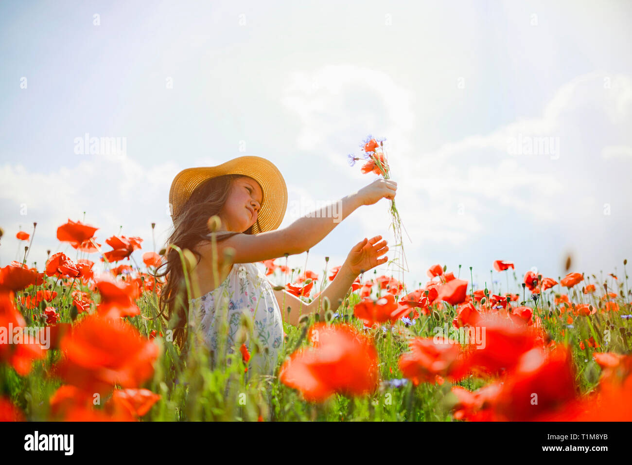 Mädchen pflücken rote Mohnblumen in sonnigen, idyllischen ländlichen Feld Stockfoto