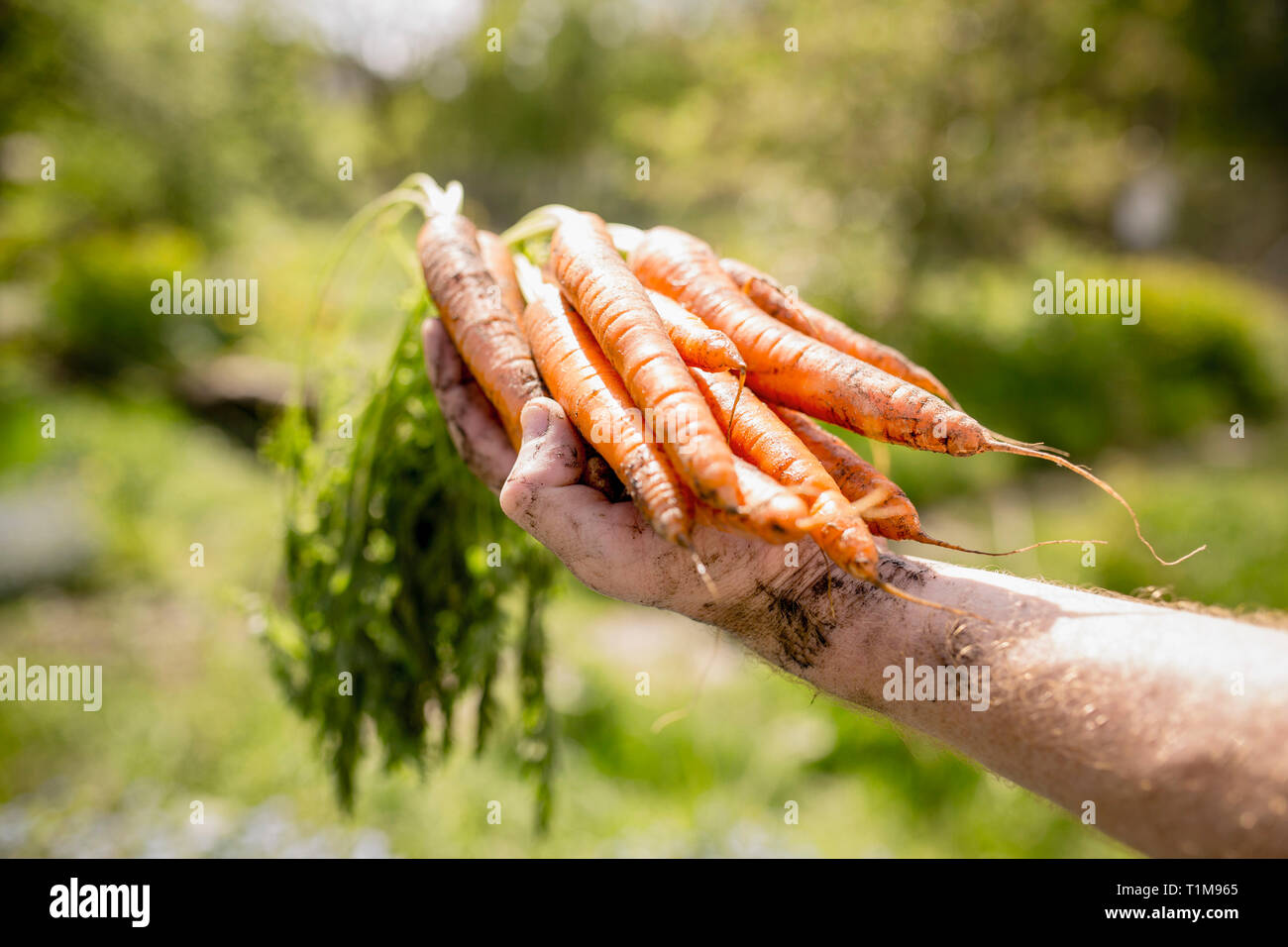 Man Ernte Möhren im sonnigen Gemüsegarten Stockfoto