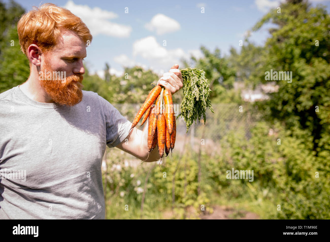 Mann mit Bart erntet Karotten im sonnigen Gemüsegarten Stockfoto