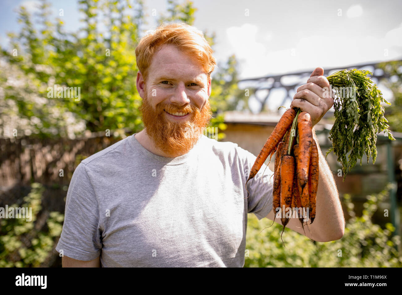 Portrait lächelnder Mann mit Bart, der Karotten im sonnigen Gemüsegarten erntet Stockfoto