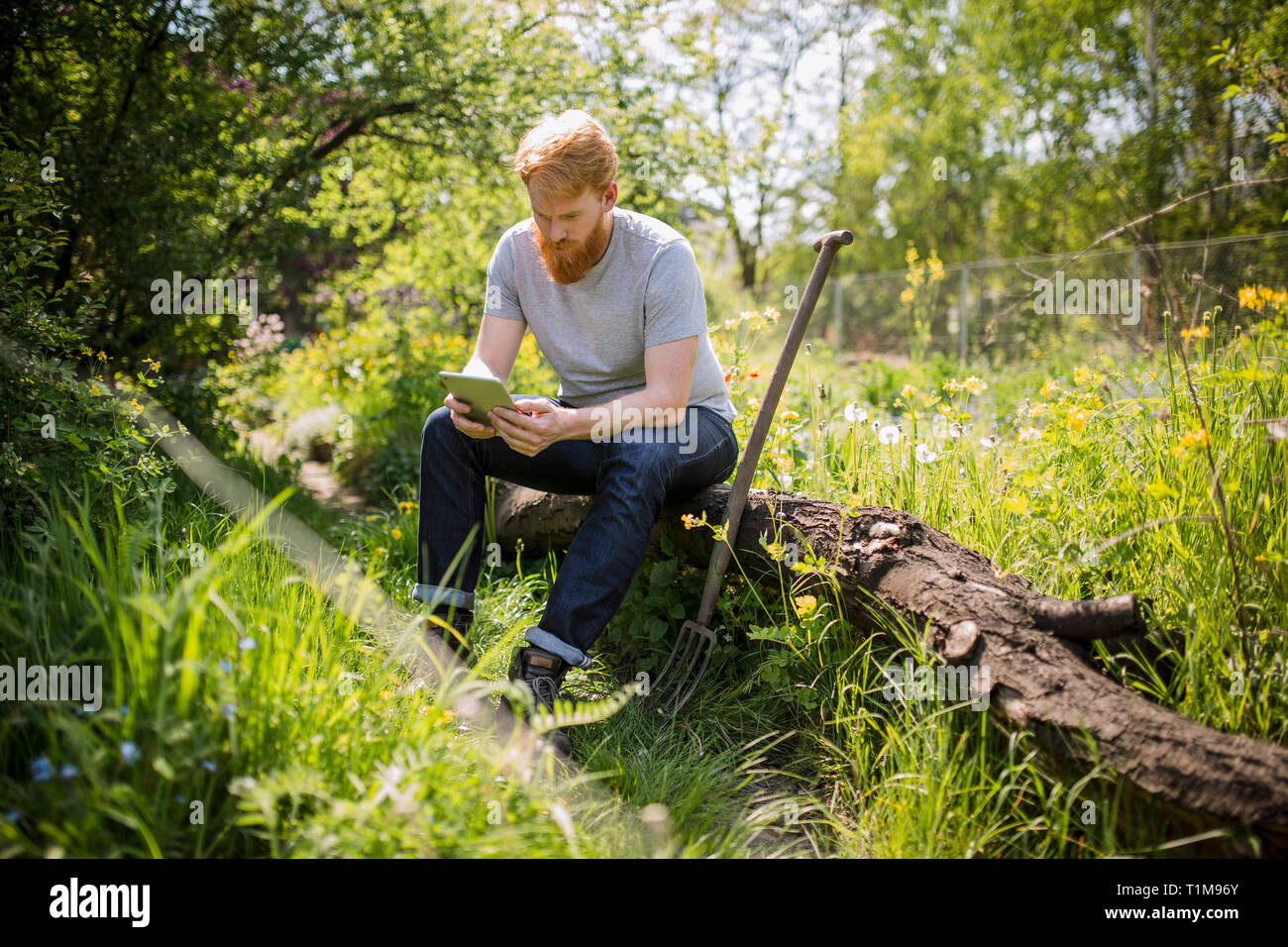 Mann mit Bart mit digitalen Tablette im sonnigen Garten Stockfoto