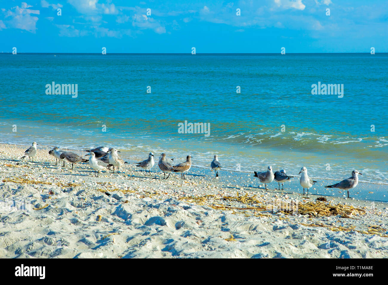 Möwen am Strand Stockfoto