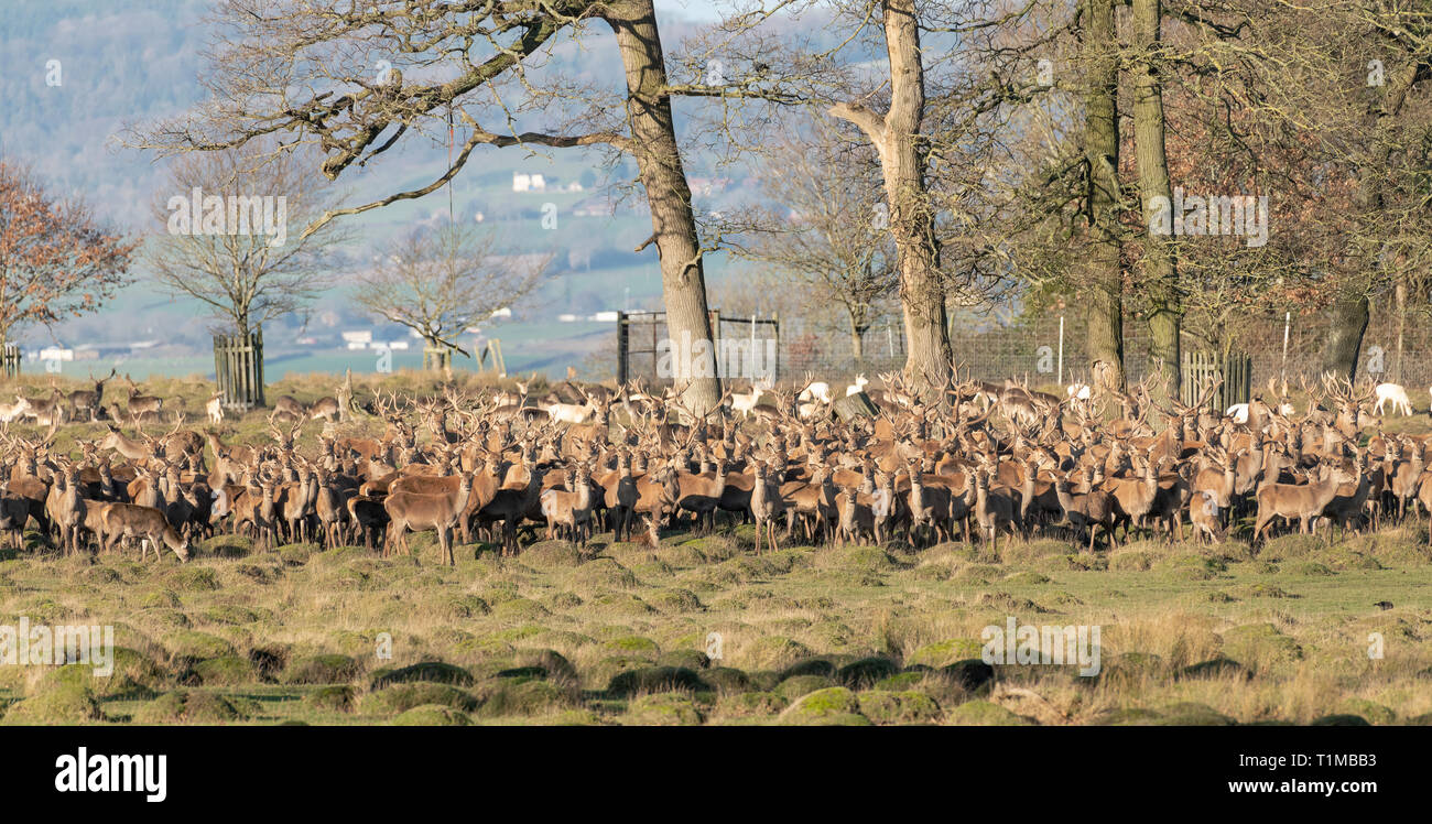 Hirsche und Hinds. Berkeley Deer Park, Gloucestershire. Stockfoto