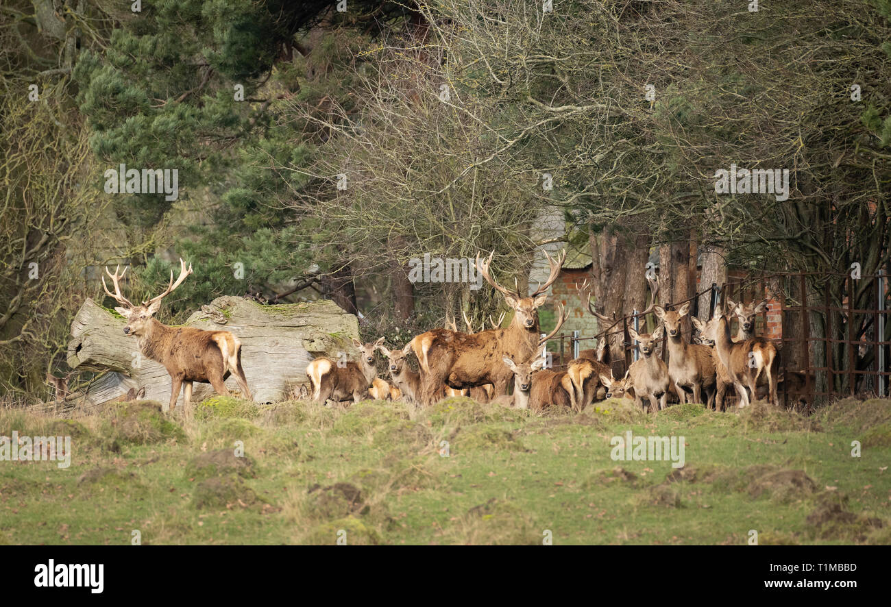 Hirsche und Hinds. Berkeley Deer Park, Gloucestershire. Stockfoto