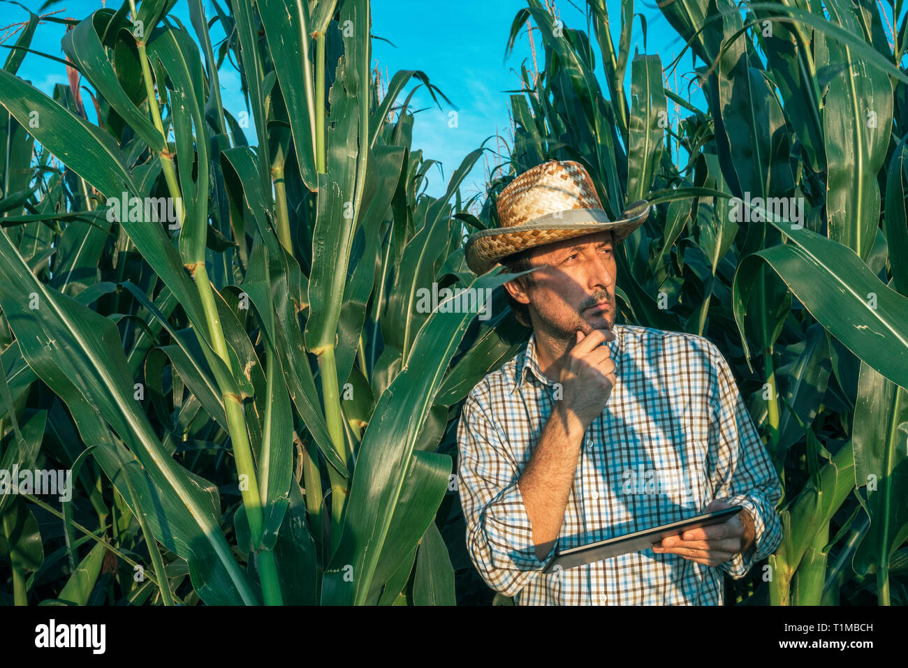 Landwirt Agronom mit Tablet-PC bei der Maisernte Feld, schwere überzeugt man mit moderner Technologie in der landwirtschaftlichen Produktion Stockfoto