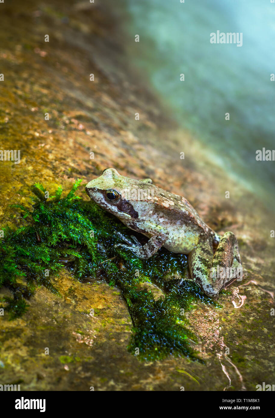 Grasfrosch Rana temporaria im Nationalpark der Majella Stockfoto