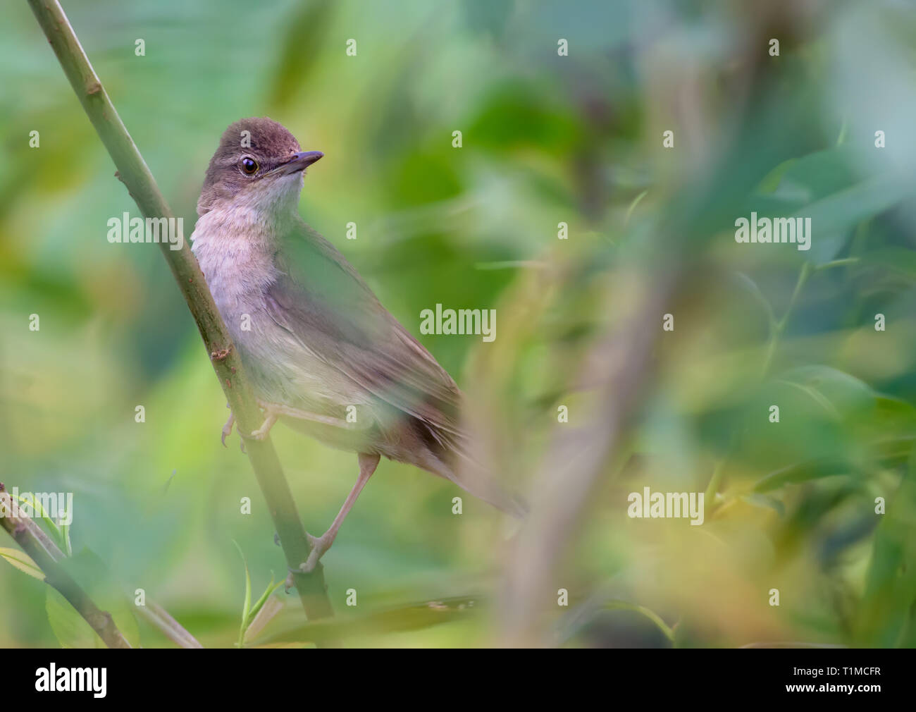 Erwachsene männliche Savi warbler in der Hecke Stockfoto