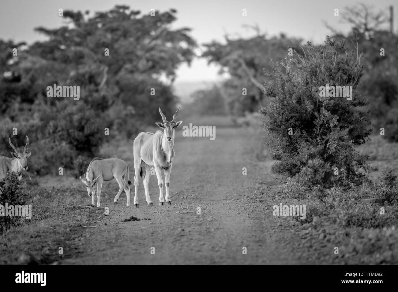 Eland auf der Straße in Schwarz und Weiß in der Welgevonden Game Reserve, Südafrika. Stockfoto