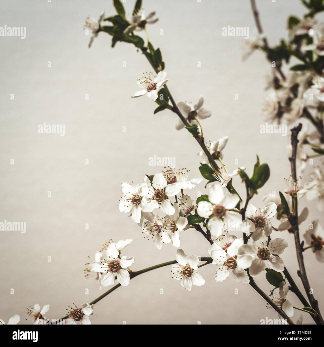Schöner Frühling blühen auf vintage Hintergrund. Platz Foto. Stockfoto