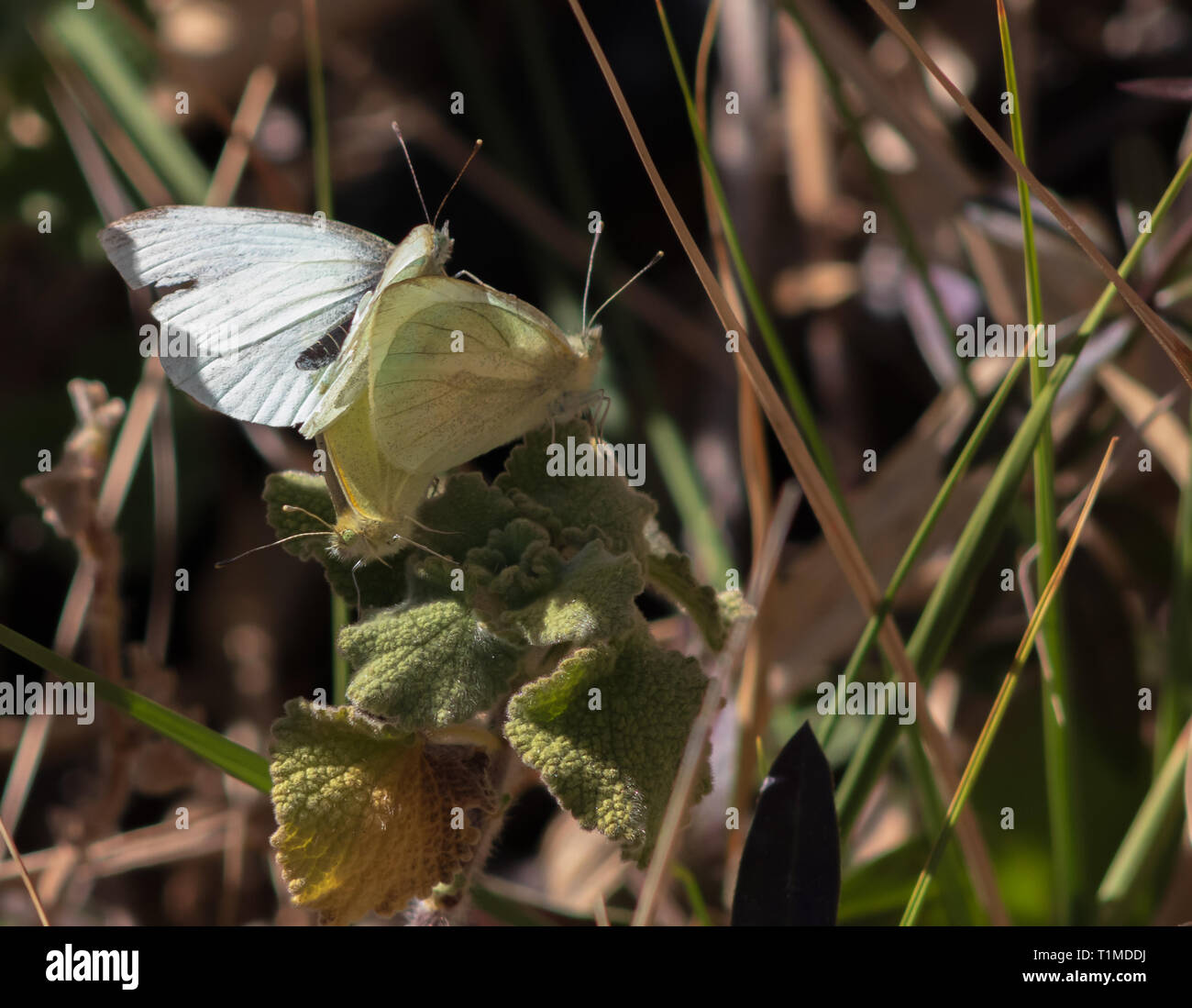 Pieris Rapae, kleinen weißen Schmetterling Paarung Stockfoto