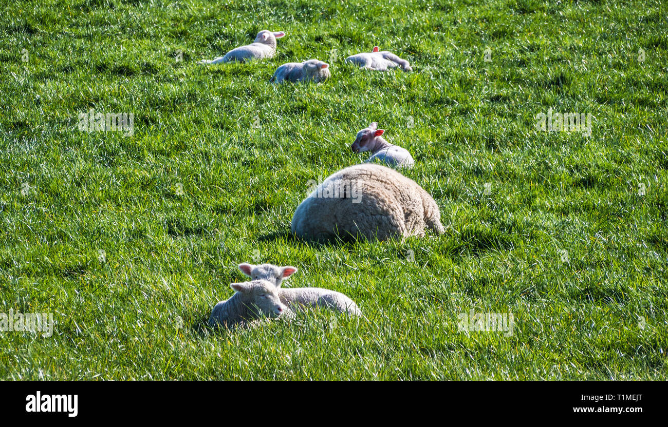 Feder für Neugeborene Lämmer und Schafe in einem Feld in Groomsport, Bangor, County Down, Nordirland Stockfoto