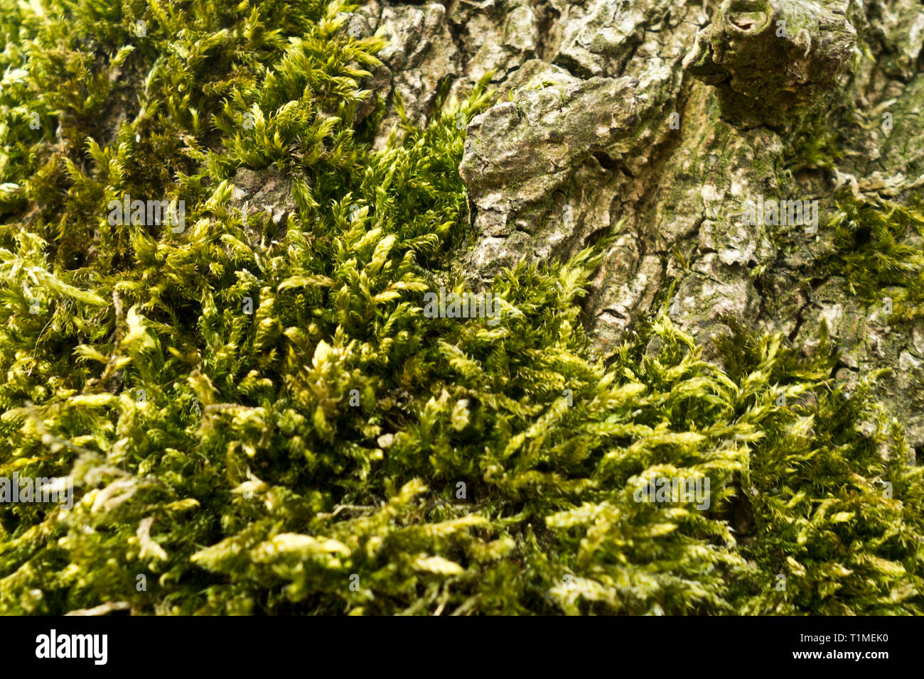 In der Nähe von Moos auf den Wurzeln eines Baumes Stockfoto