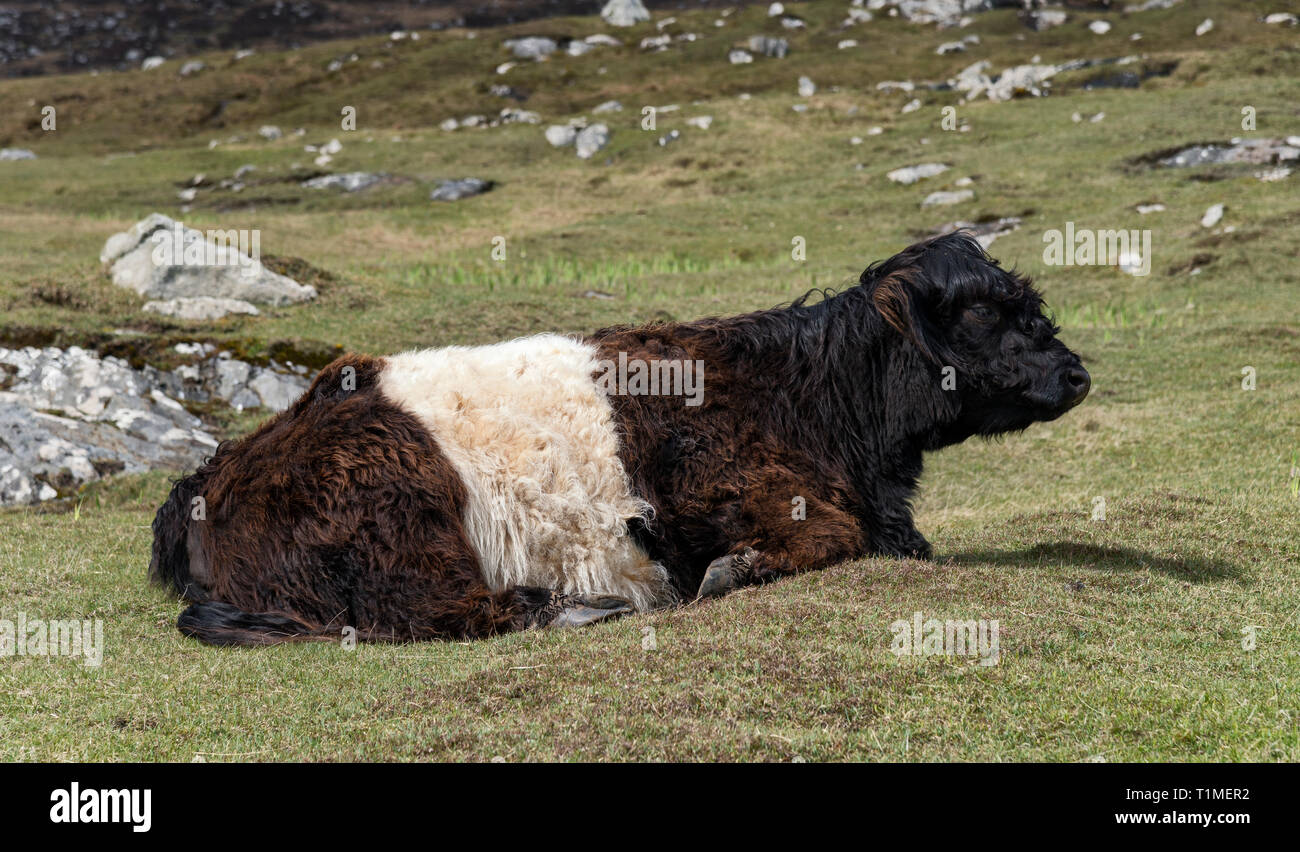 Ein Belted Galloway an Toe Kopf auf der Isle of Harris Stockfoto