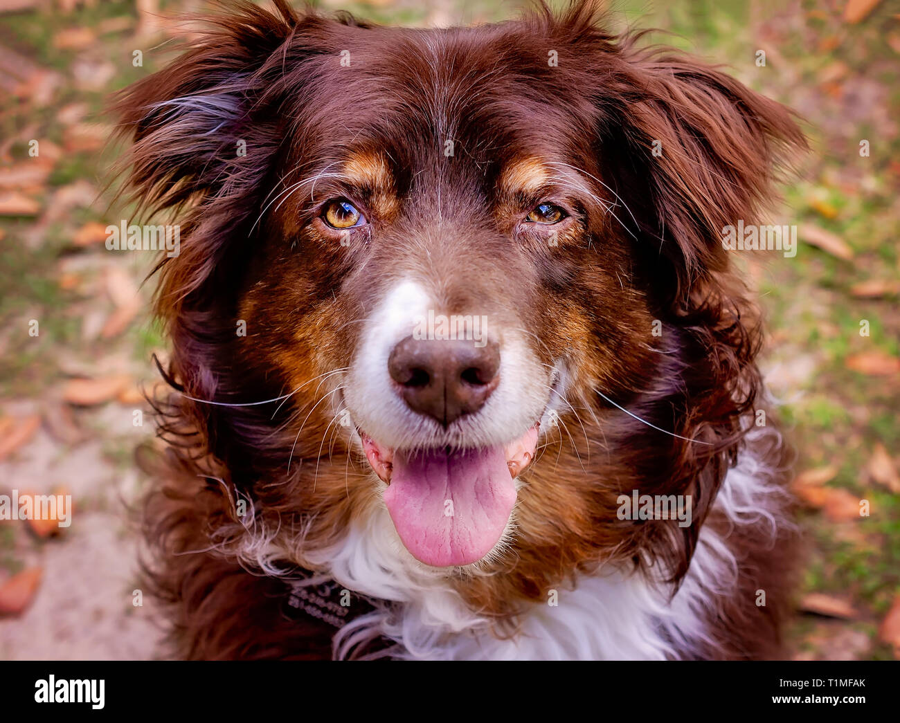 Cowboy, ein 11-jährige Australian Shepherd Dog, sitzt in seinem Hinterhof, 26. März 2019, in Coden, Alabama. Stockfoto