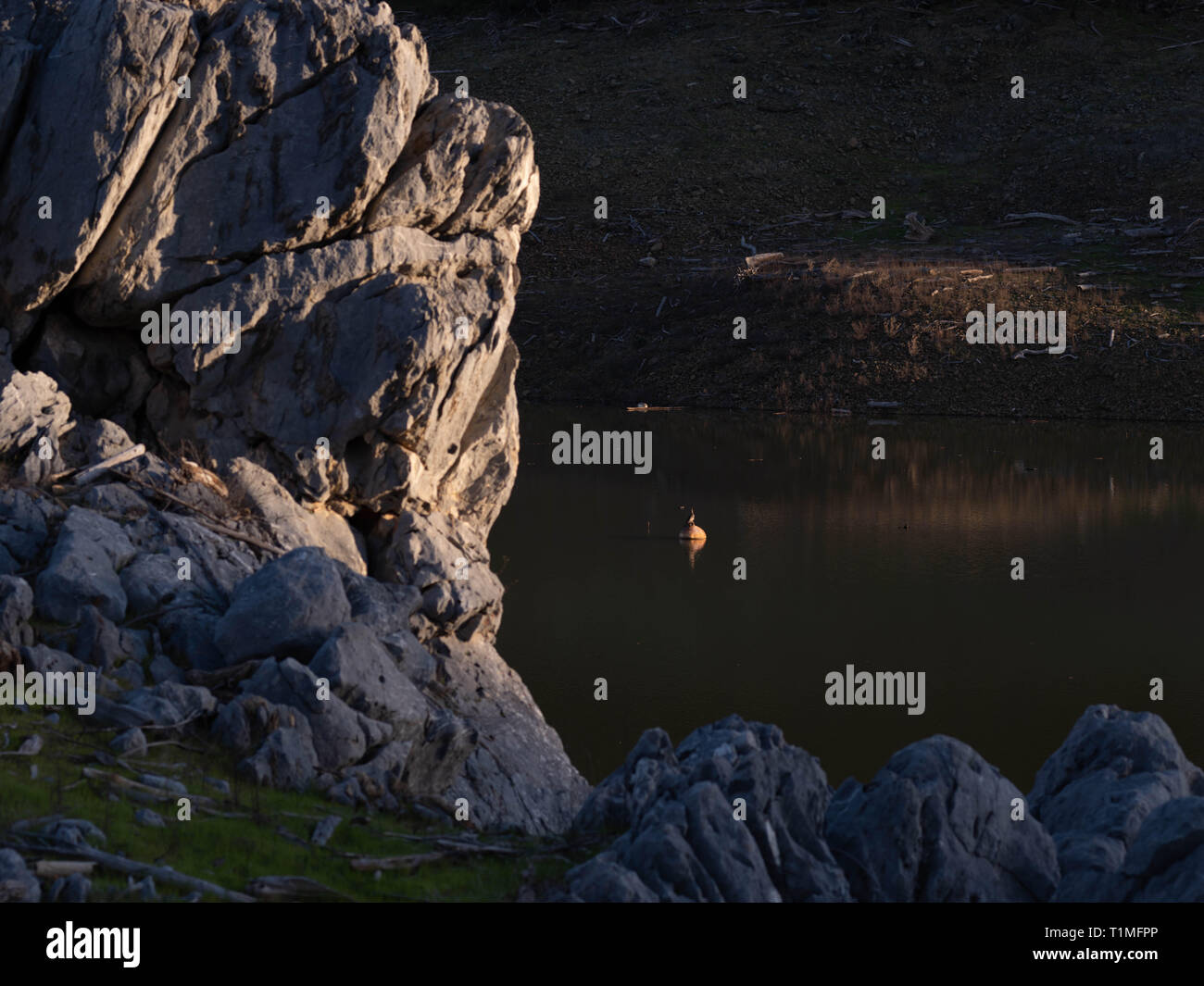 Vogel auf Flotation Gerät, Oroville See Stockfoto