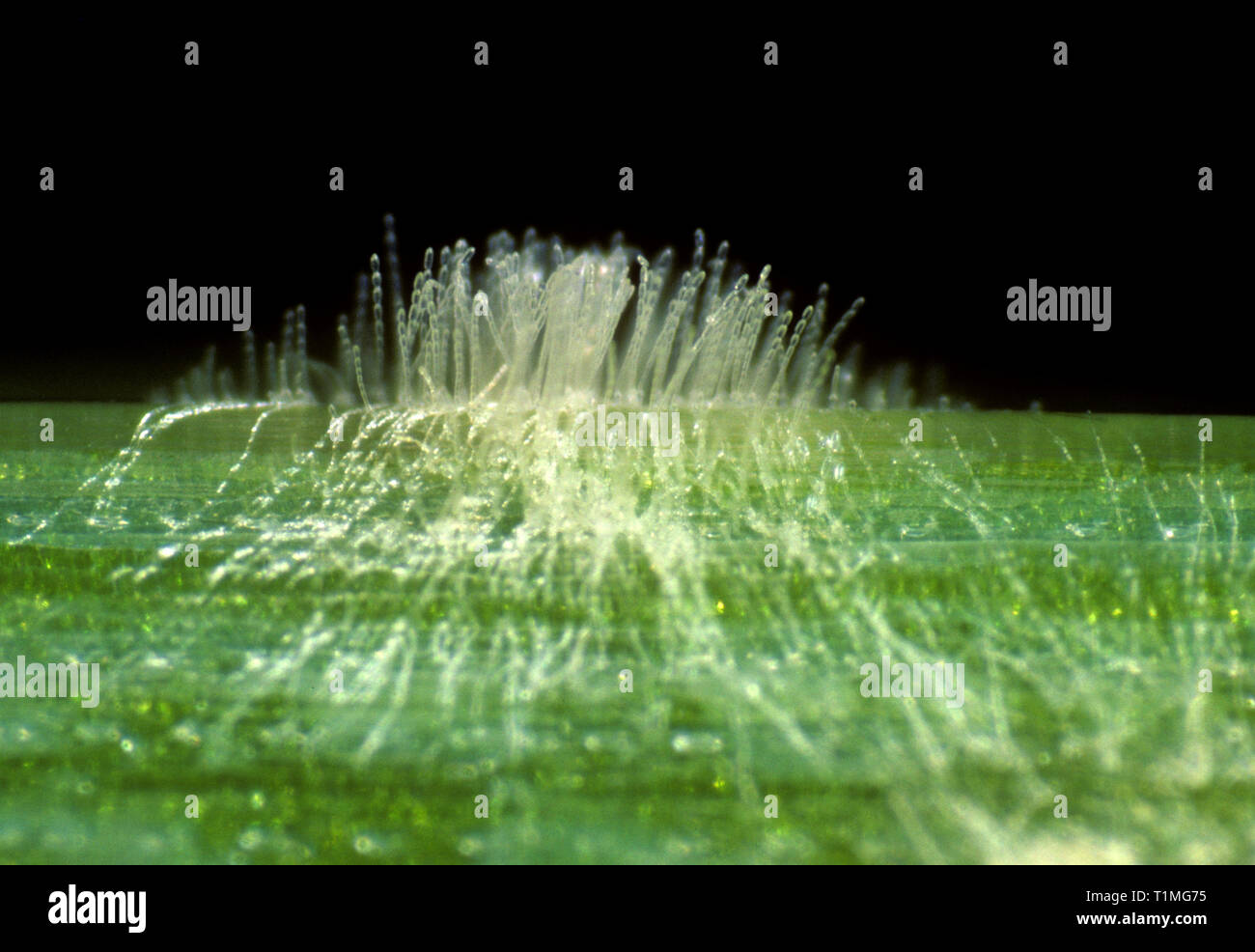 Pulverförmiger Mehltau (Blumeria graminis f.sp. Hordei) Photomikrographie einer Pilzerkrankung, mit Myzel und Hyphen auf einem Gerstenblatt Stockfoto