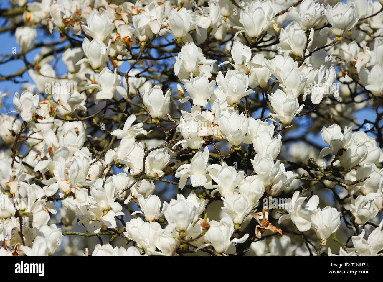 Weiße Magnolie in voller Blüte in der Frühlingssonne. In Cardiff, South Wales, Großbritannien Stockfoto