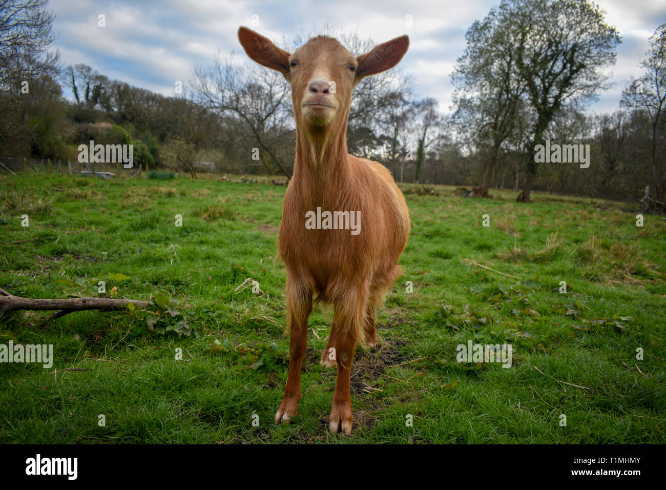 Goldene Guernsey Ziege stehend in ein Feld auf einem Bauernhof Stockfoto