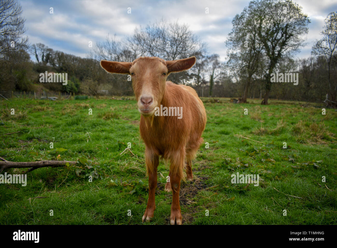 Goldene Guernsey Ziege stehend in ein Feld auf einem Bauernhof Stockfoto