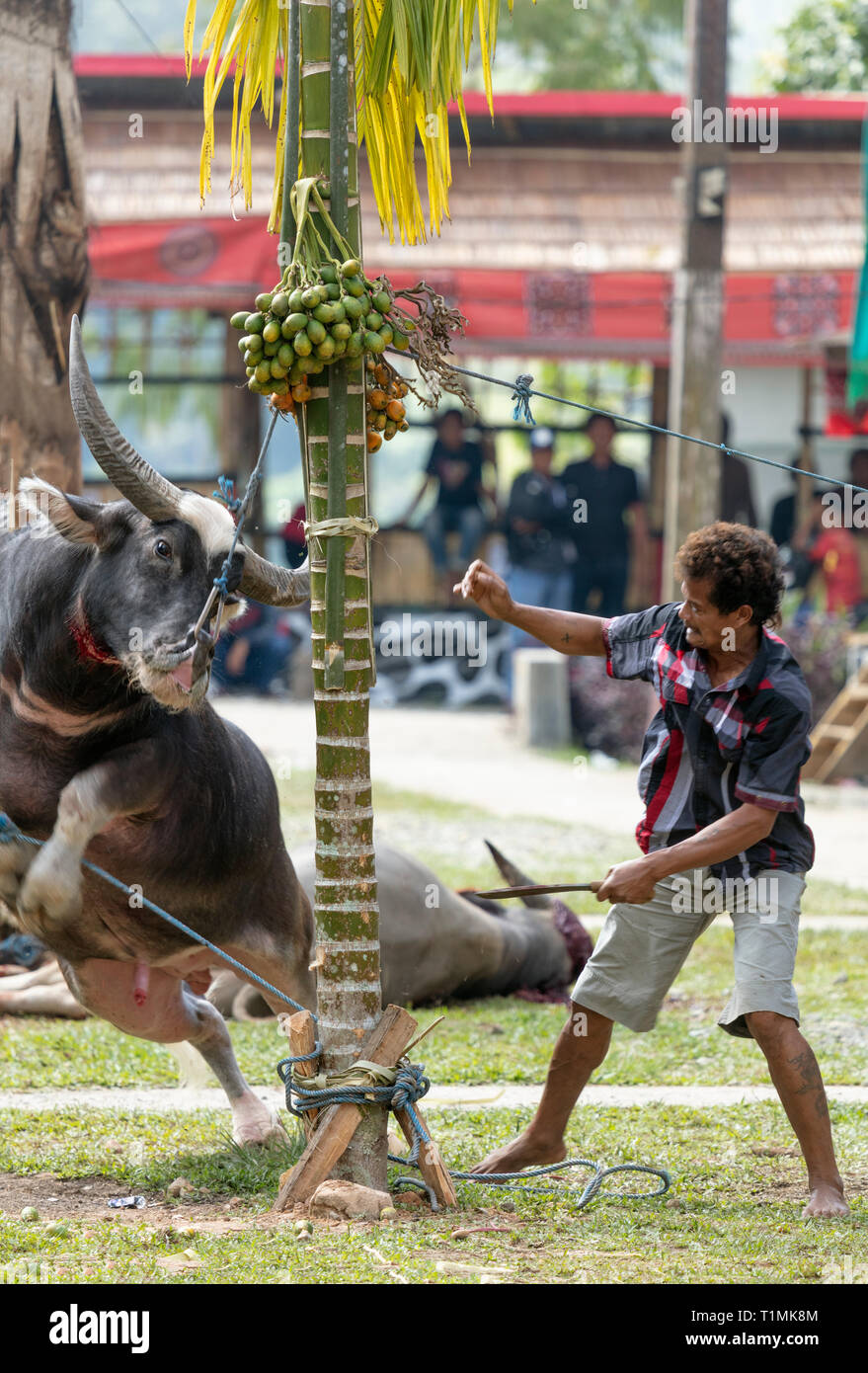 Ein Büffel Opfer bei einer Beerdigungszeremonie in Tana Toraja, Sulawesi, Indonesien Stockfoto