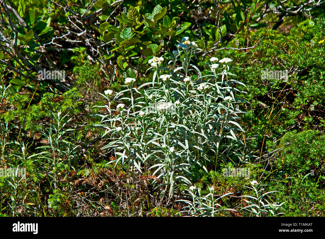 Neufundland, Bonne Bay, Woody Point Stockfoto