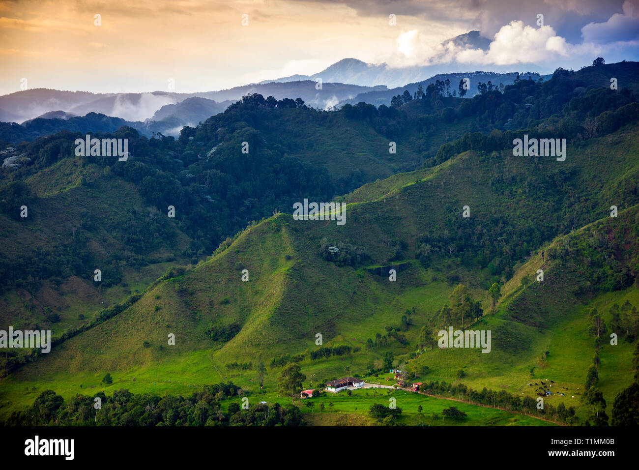 Bukolische Landschaft im Cocora Tal in der Nähe des Salento, Kolumbien Stockfoto