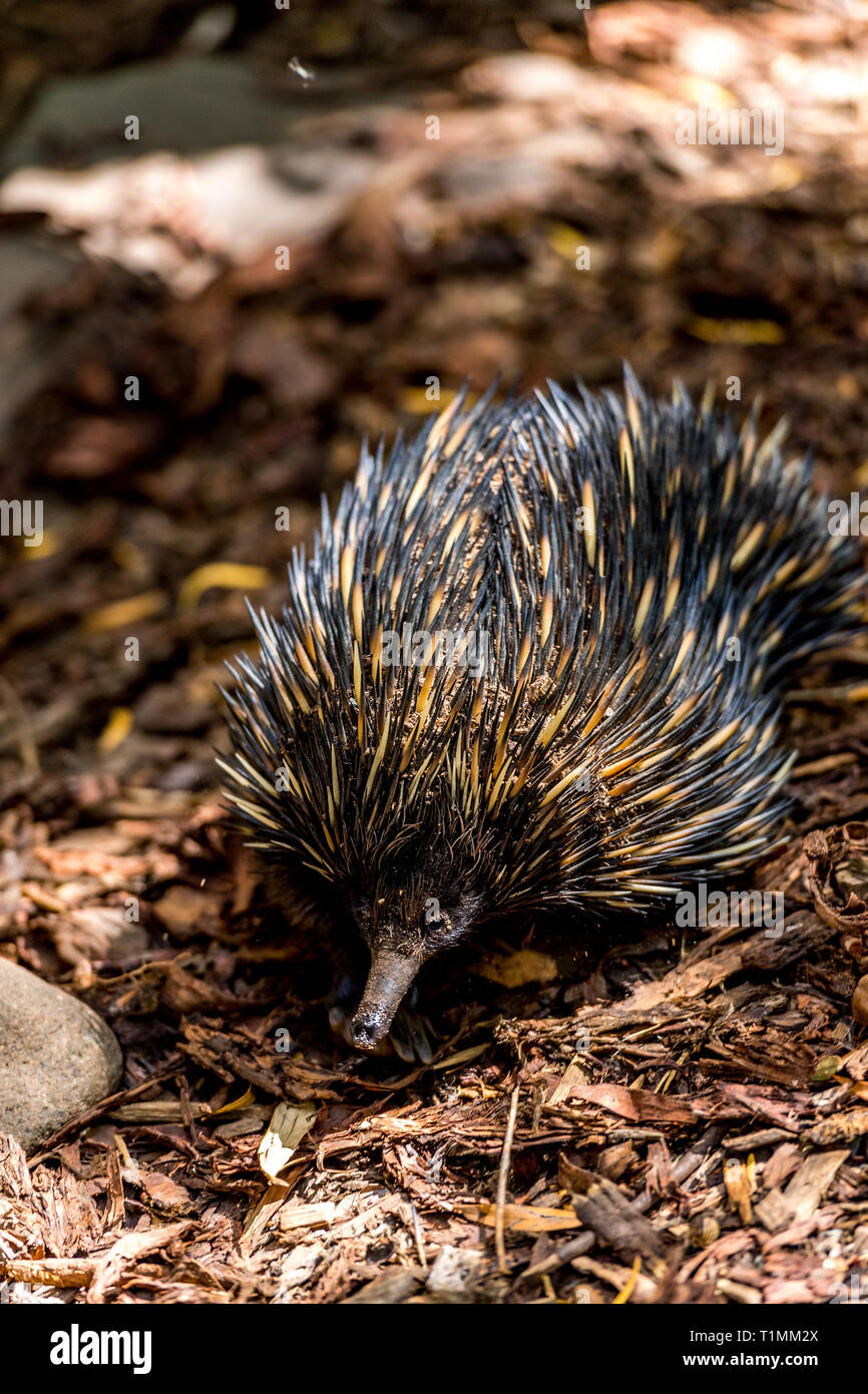 Echidnas, manchmal bekannt als Stacheligen Ameisenbären, gehören zur Familie Tachyglossidae monotreme in der Reihenfolge der eierlegende Säugetiere. Stockfoto