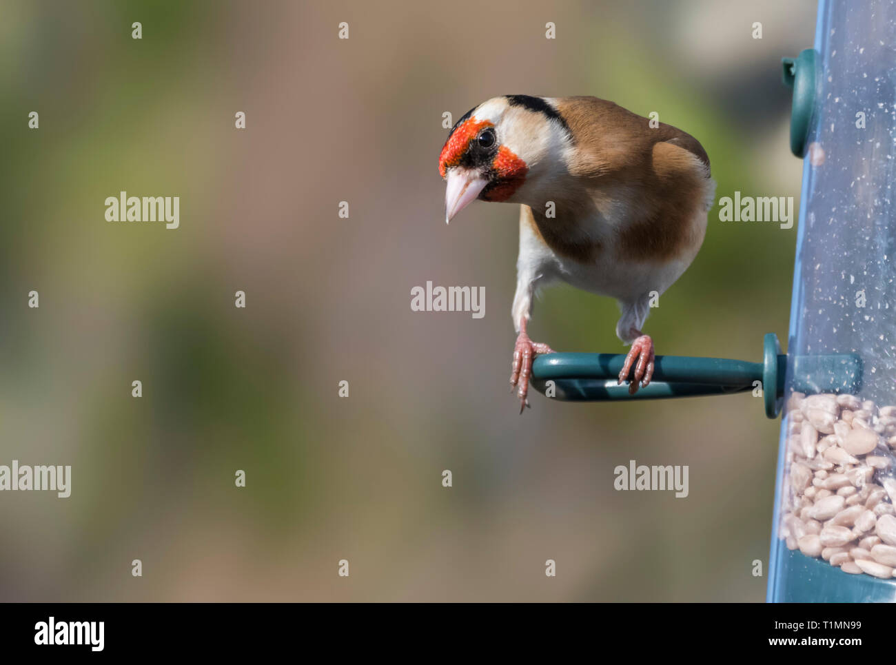 Nach Stieglitz (Carduelis carduelis) Vogel auf einem futterhaus im Frühjahr in West Sussex, UK thront. Mit kopieren. Stockfoto