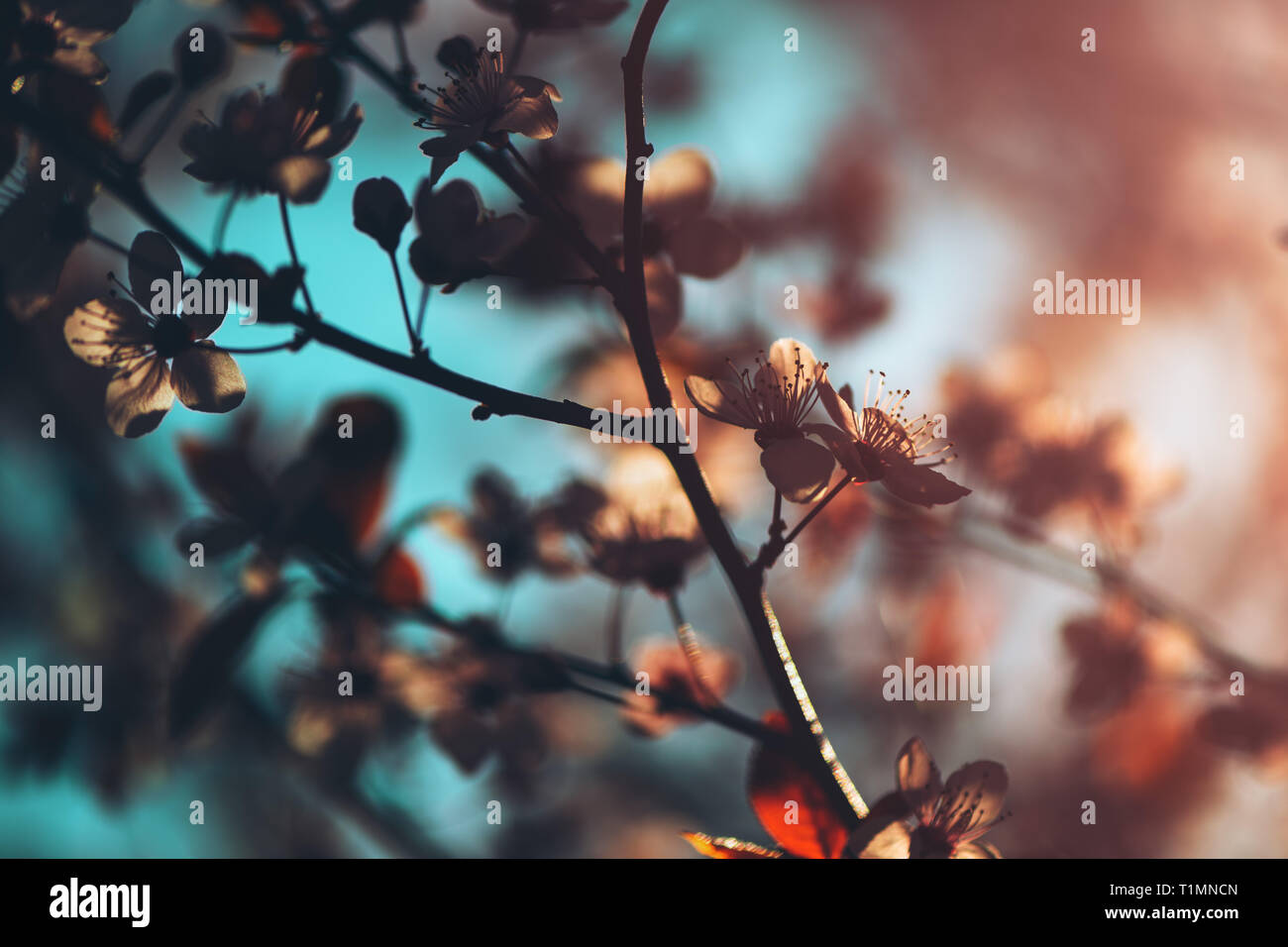 Wild cherry tree blossom im Frühjahr morgen, saisonale Schönheit in der Natur Stockfoto