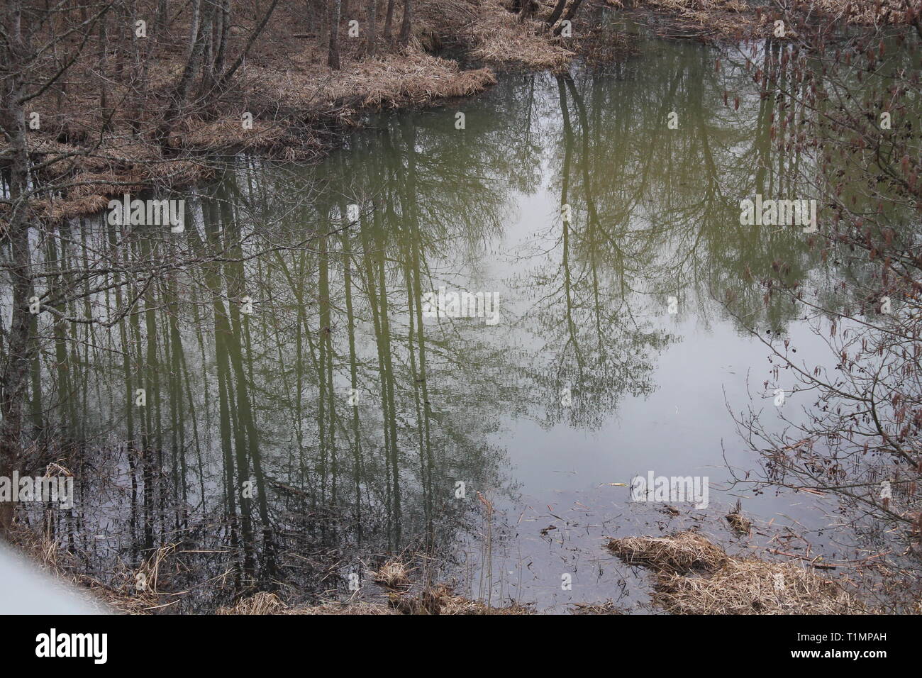 Ruhige friedliche Landschaft in Grau kalter Frühling Tag am Ufer des Flusses Stockfoto