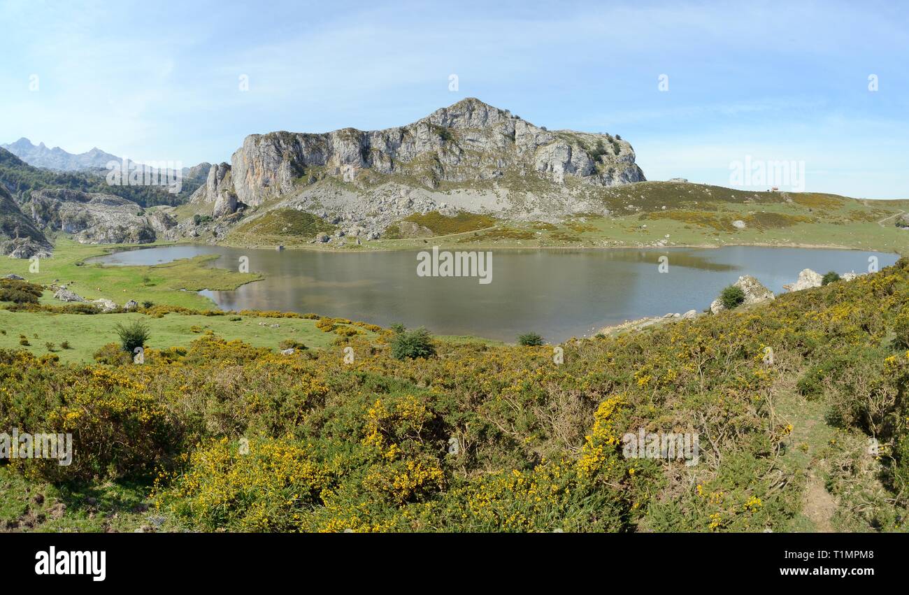 Überblick über See Ercina mit westlichen Stechginster (Ulex gallii) Blühende im Vordergrund, Seen von Covadonga, Picos de Europa, Asturien, Spanien, August Stockfoto