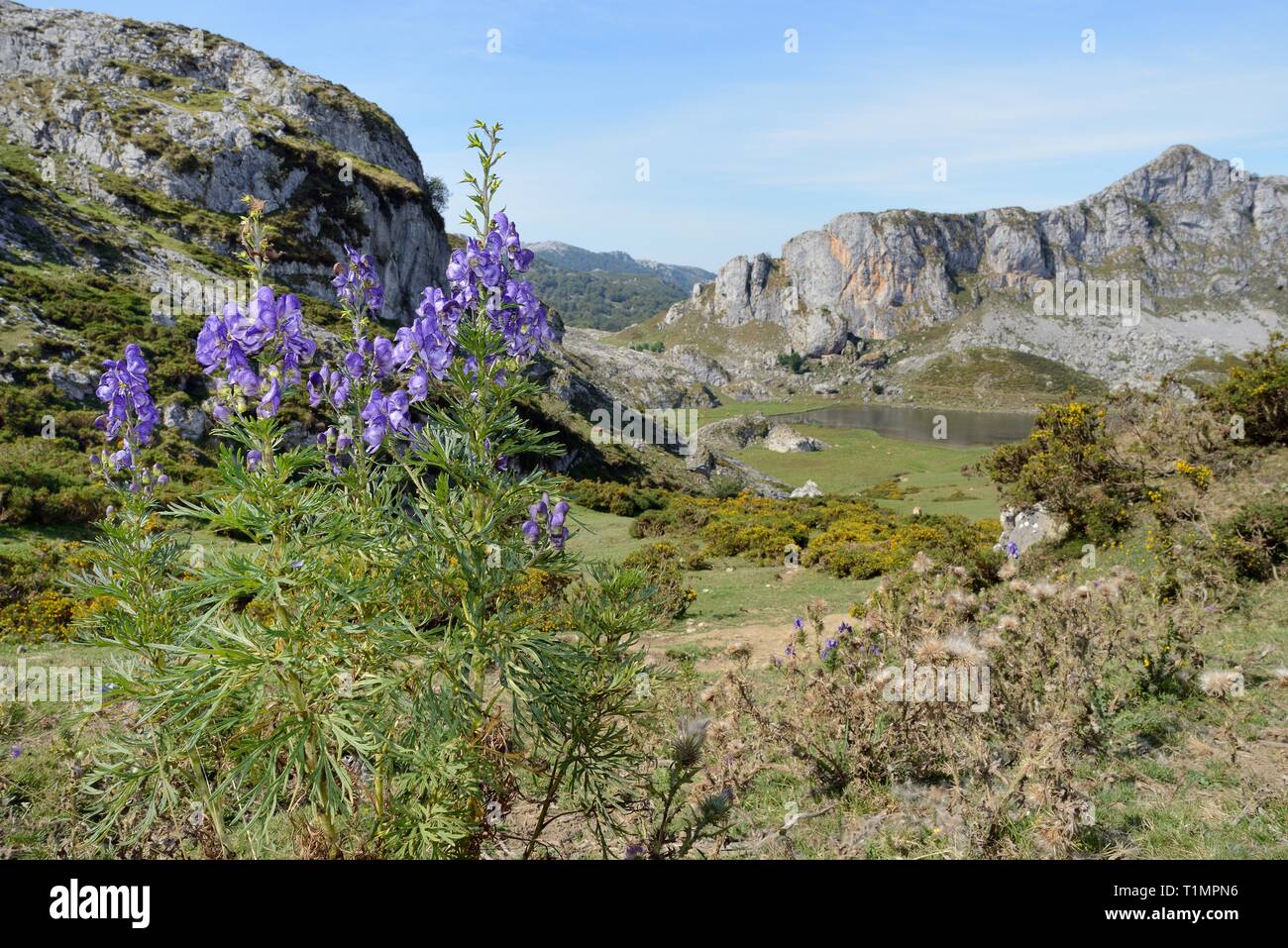Eisenhut (Aconitum napellus) Blühende auf montane Weideland über See Ercina, Seen von Covadonga, Picos de Europa, Asturien, Spanien, August. Stockfoto