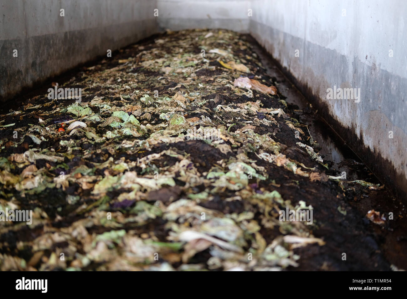 Regenwurm fr die Herstellung von organischen Dnger Kompost Dngemittel  Wurmkompost Stockfotografie - Alamy