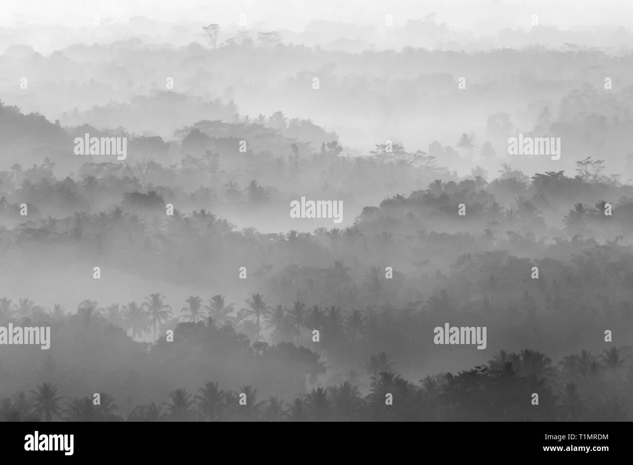 Tropischer Wald an einem nebligen Morgen Stockfoto