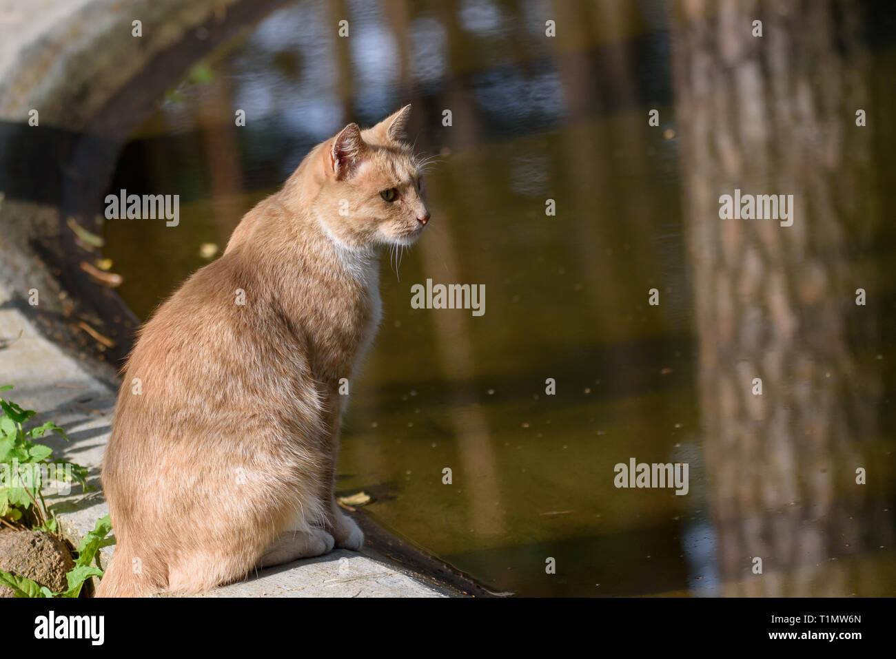 Katze sitzt in der Nähe von Teich. Stockfoto