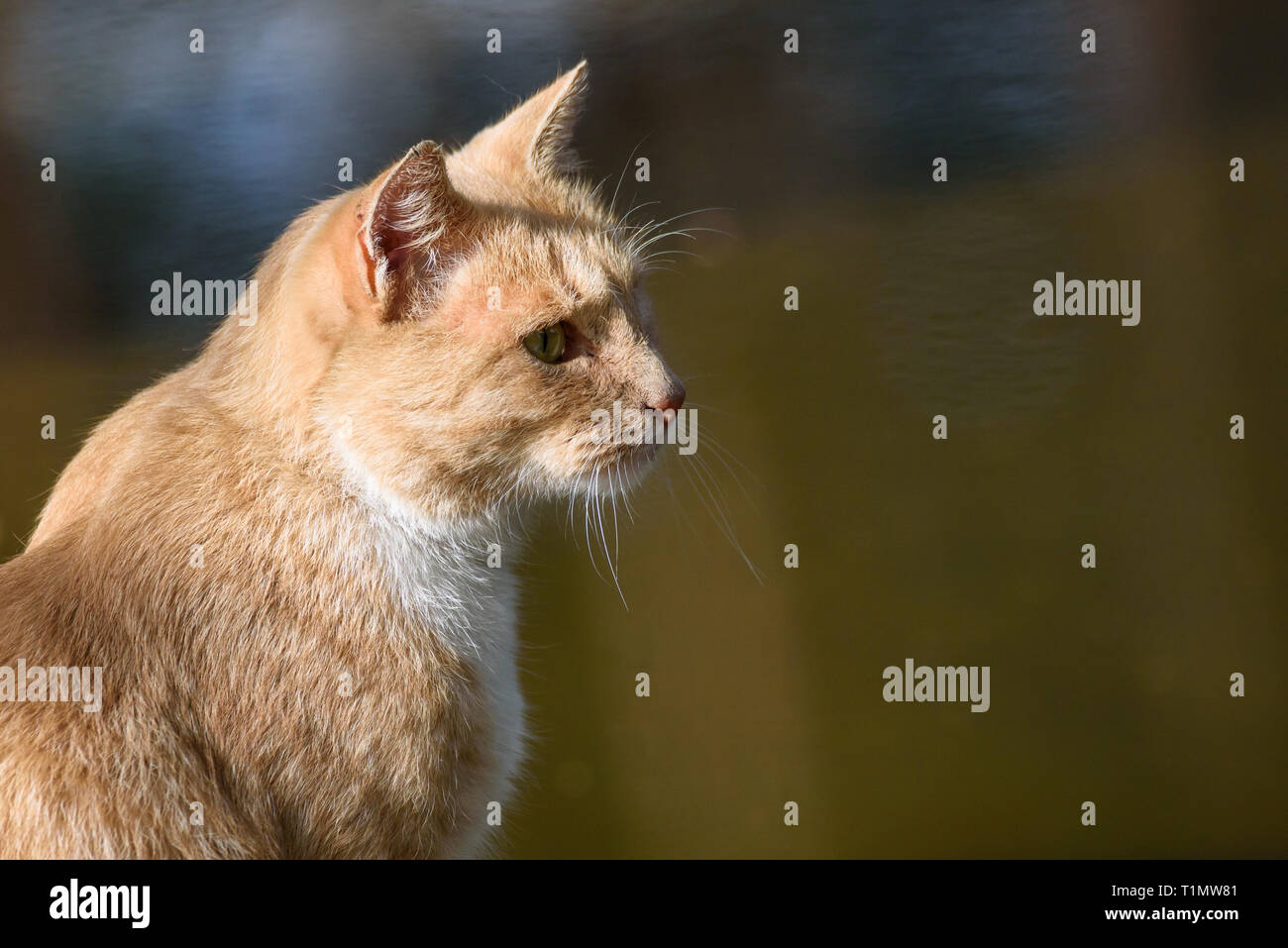 Katze sitzt in der Nähe von Teich. Stockfoto