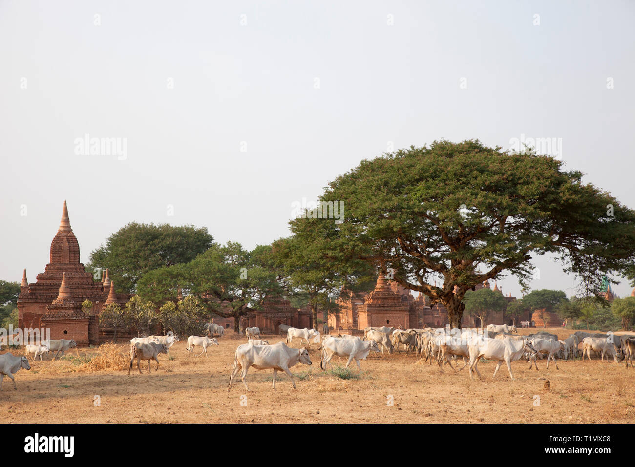 Grasende Kühe zwischen den Tempeln, Alt Bagan Bereich Village, Mandalay, Myanmar, Asien Stockfoto