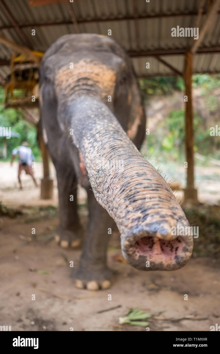 Asiatische Elefanten Elefanten Camp in Thailand. Stockfoto