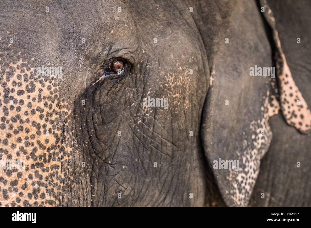 Elefanten Auge schließen. Stockfoto
