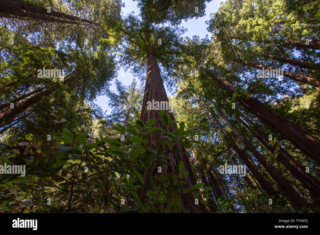 Anzeigen von Sequoia redwoods Kronendach mit hohen Baumstämmen racing in den Himmel und Sonnenschein Stockfoto