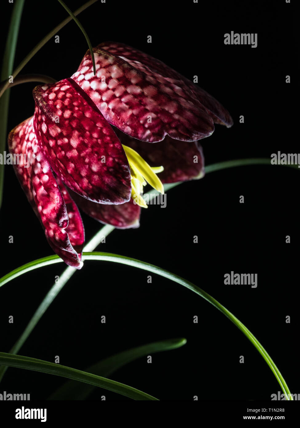 Nahaufnahme der Blüte von einer Schlange Kopf Blume isoliert auf Schwarz Stockfoto