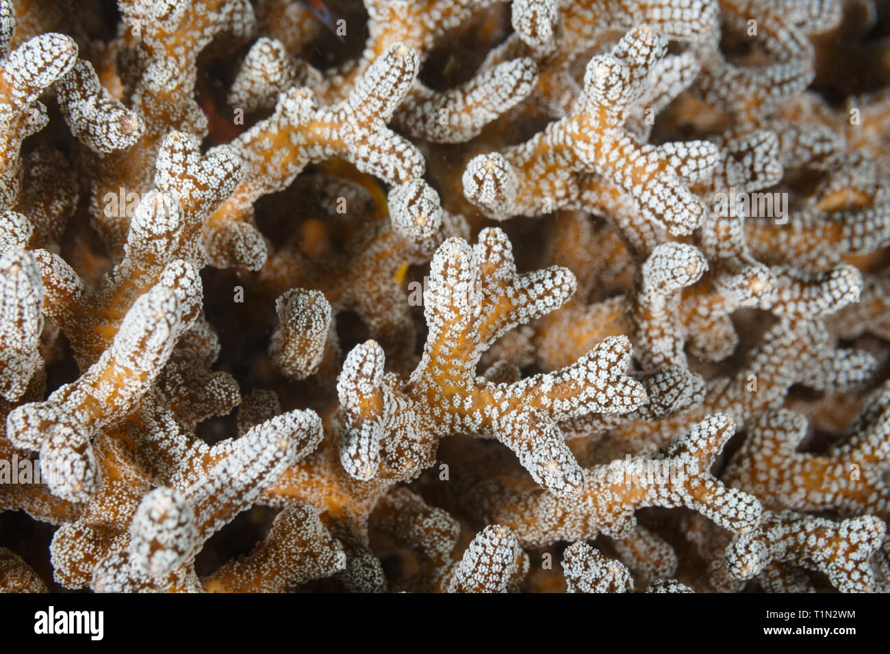 Nahaufnahme des weißen Polypen auf Tentakeln aus Hirschhorn, Acropora cervicornis, soft Coral Stockfoto