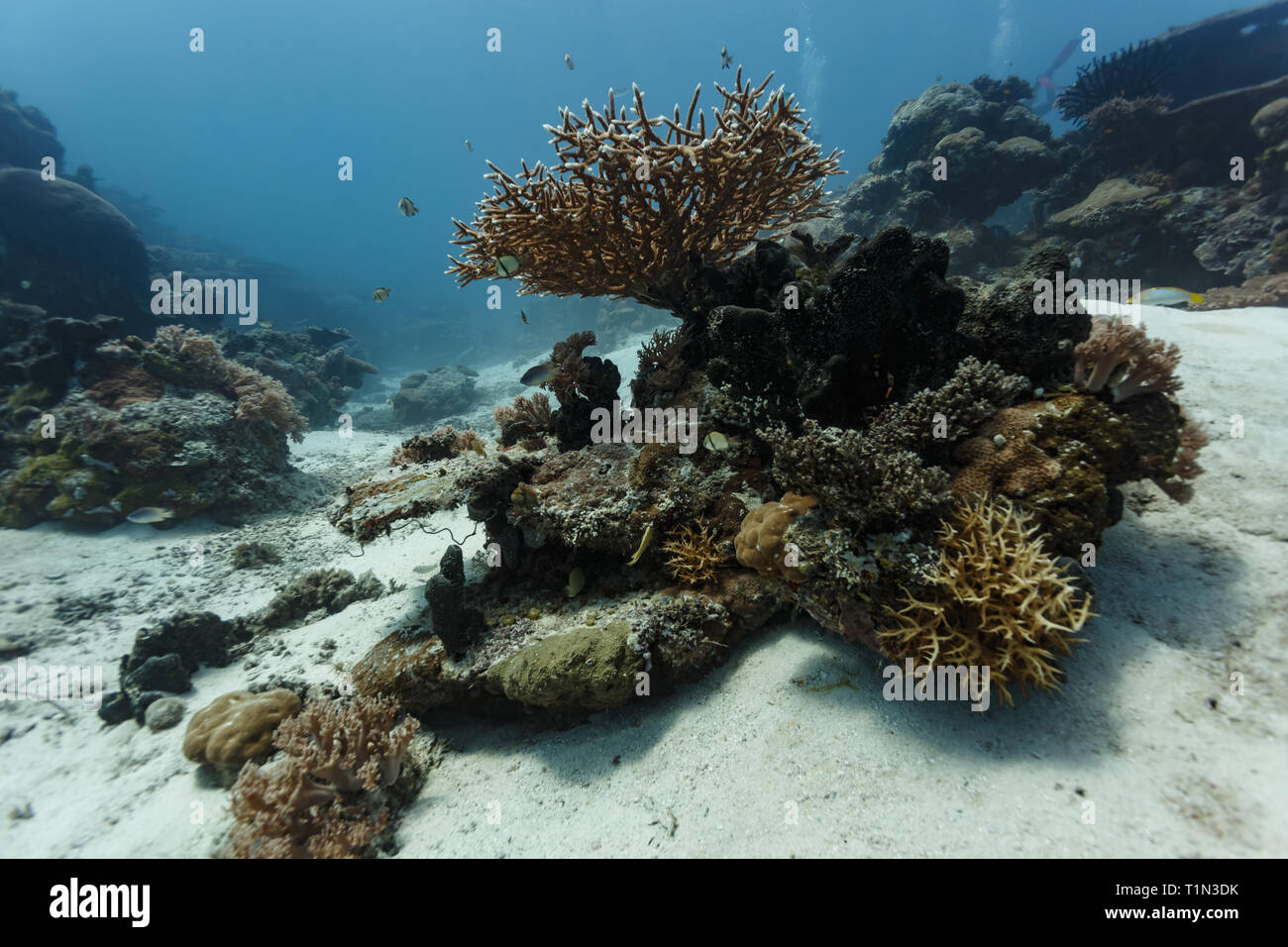 Nahaufnahme der dichotomen Verzweigung split-pore Meer Stangen plexaurella nutans Kolonie Stockfoto