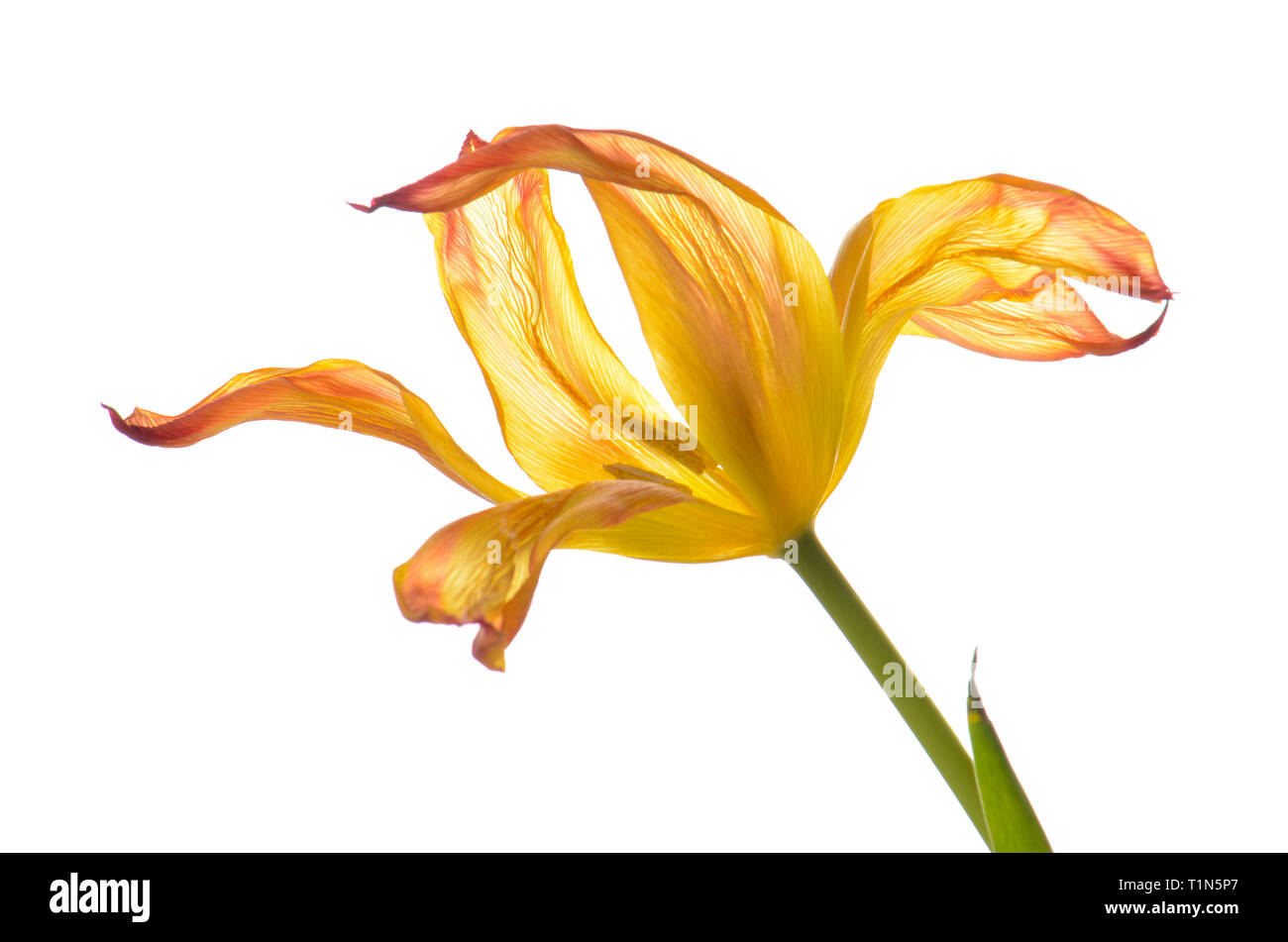 Nahaufnahme orange verblasst Tulip isoliert auf weißem Stockfoto