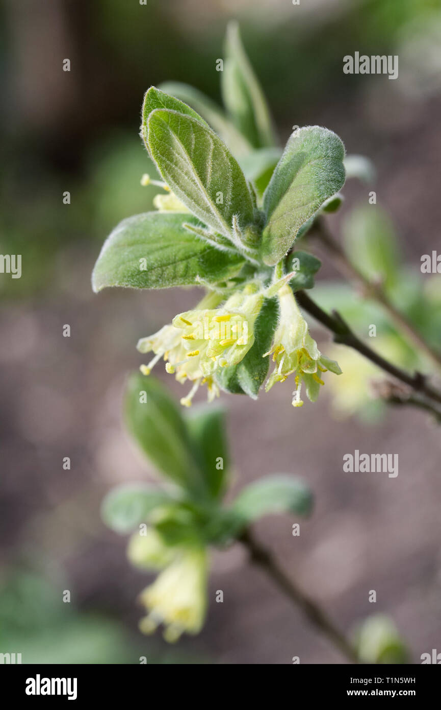 Lonicera caerulea. Honeyberry Blumen im Frühling. Stockfoto